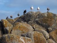 Côte de SF à Monterey